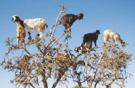 Goat's milk: The G.O.A.T ingredient, or just a longstanding fad?